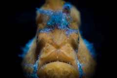 Portrait frogfish - Philippines.