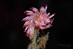 Virág.  Csupaszkopoltyús csiga – Fülöp szigetek