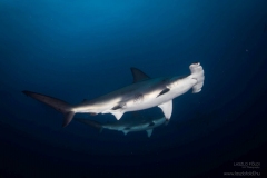 Pöröly cápák párban  Galapagos szigetek.