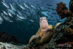 Rotation. Turtle resting on the coral in a whirlpool of jackfish – Sipadan island Malaysia