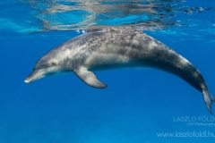 Dolphin – Red Sea
