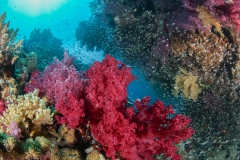 Color of the Red - sea.