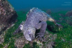 Marine iguana-  Pacific ocean.