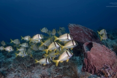 Caribbean sea life with Giant sea sponges.