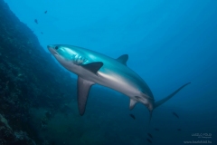 Thresher shark - Philippines.