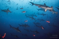 Hammerhead sharks. - Galapagos.