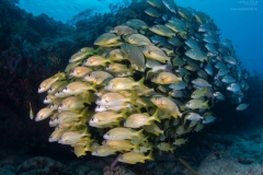 School of yellow groupers near to the reef.