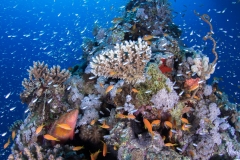 Reef life - Red sea.