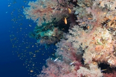 Playground.  Soft coral  Red sea Egypt